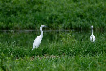 Fototapeta premium Egrets by a Tranquil Pond