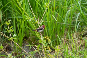 Red bird perched among lush greenery.