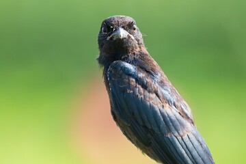 Close-up of a black bird with glossy feathers.