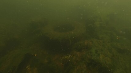 A tire coated in green algae lies abandoned on the bottom of the Dordogne River, France. Symbol of long-term pollution. Static shot. Check my portfolio for more pollution footage.