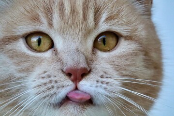 Close-up of a cute cat with its tongue out.