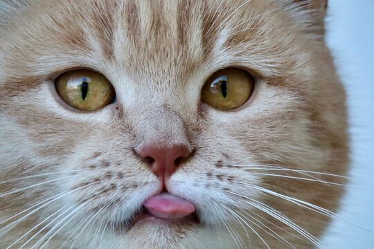 Close-up of a cute cat with its tongue out.