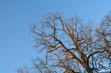 Barren and lifeless tree branches silhouetted against a bright and clear blue sky backdrop