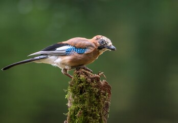 Eurasian Jay on Mossy Stump