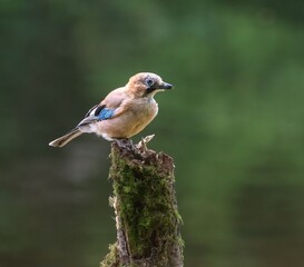 Eurasian jay on a mossy stump in nature.