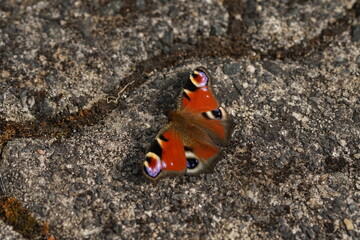 red admiral butterfly Tagpfauenauge auf Betonpflaster 