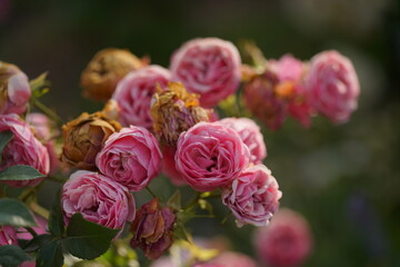 pinke rose welk aber noch duftend schön 