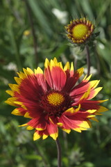 Common gaillardia. Gaillardia aristata. Blanket flower.Filtblomma