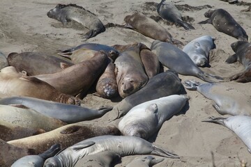 Seals resting on a sandy beach.