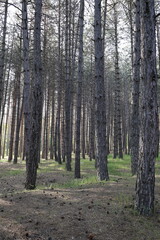 Tree branches skyward. High quality photo