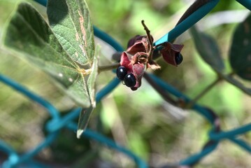 Rat's eye bean (Rhychosia volubilis) legumes. Fabaceae perennial vine. The pods turn red when ripe...