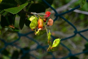 Rat's eye bean (Rhychosia volubilis) legumes. Fabaceae perennial vine. The pods turn red when ripe...