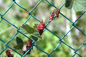 Rat's eye bean (Rhychosia volubilis) legumes. Fabaceae perennial vine. The pods turn red when ripe...