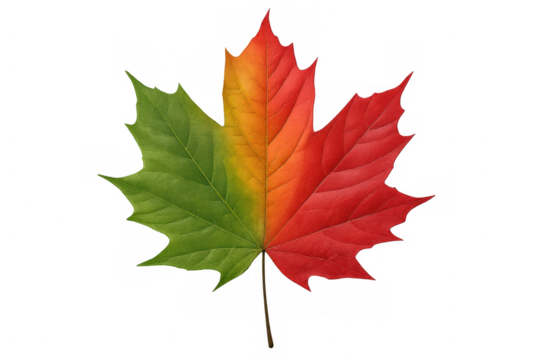 Maple leaf transforming from verdant green to fiery red, representing seasonal change against transparent backdrop