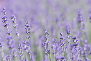 Lavender flowers blooming in the field. Soft focus