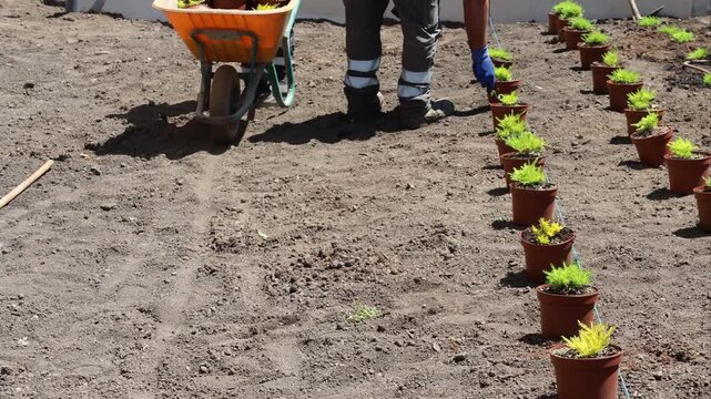 Gardener placing shrubs in a row using a wheelbarrow