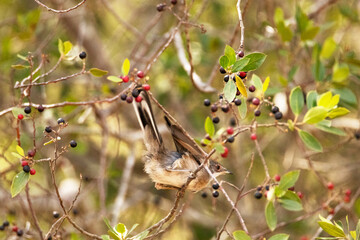 Una inquieta Currucas cabecinegra hembra entre vayas (Sylvia melanocephala)