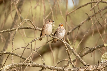 Papamoscas gris adulto y juvenil 