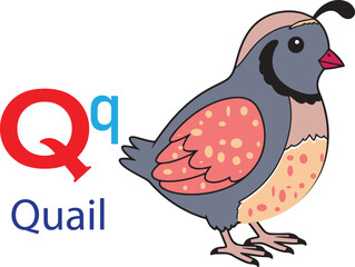 Q for quail alphabet learning for kids. quail cartoon vector svg
