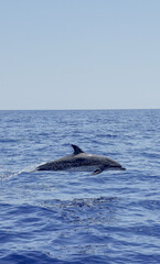 Spotted dolphin