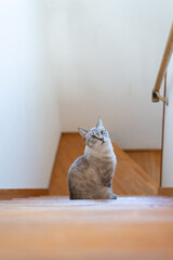 階段で見つめる可愛い猫　シャムトラ猫	