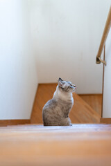 階段で見つめる可愛い猫　シャムトラ猫	