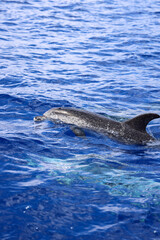Spotted dolphin