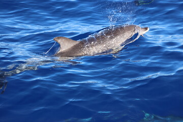 Spotted dolphin