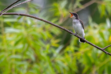 Fledgling eastern kingbird perched on a branch waiting to be fed.