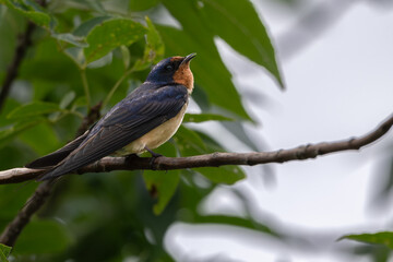 Barn swallow perched in a tree.