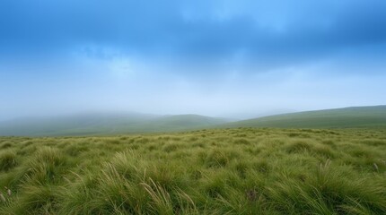 Obraz premium Expansive Field of Green: An expansive grassy field stretches under a vast sky, creating a tranquil landscape where the horizon softly blends with the serene environment.