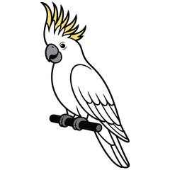 cockatoo