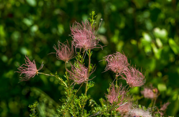 An Apache plume plant (Fallugia paradoxa) with slender green foliaged branches supporting colorful rosy seed heads.