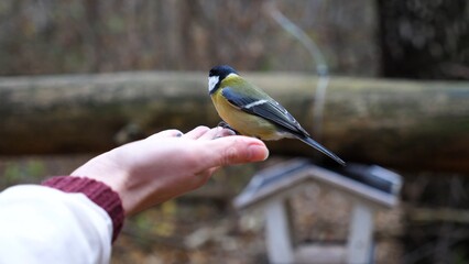 Woman feeding cute tit bird to sunflower seeds in forest. Small titmouse eating meal from arm of young girl outdoor. Beautiful tomtit pecking food from a female hand at autumn. Close up Slow motion