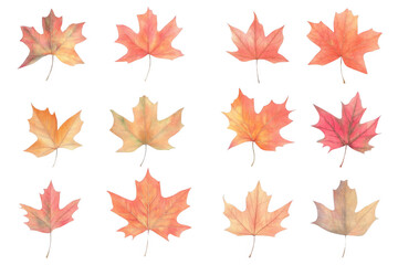 Obraz premium Capture the Autumn, maple leaves in watercolor style with seasonal themes