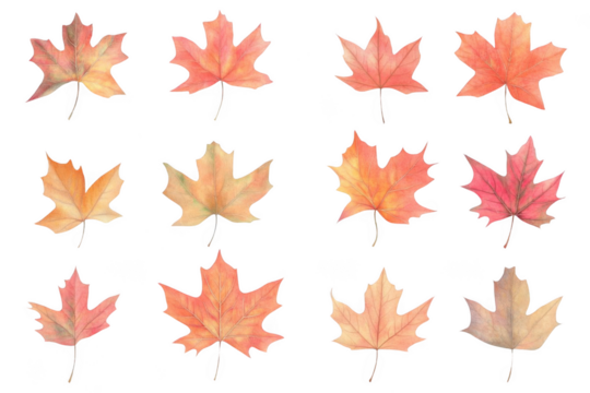 Capture the Autumn, maple leaves in watercolor style with seasonal themes