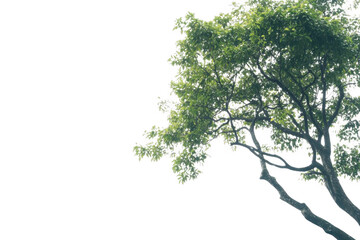 Tree Ascends Against Dark Backdrop With Fresh Leaves in Sunlight