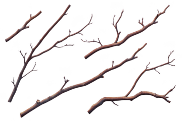 tree branches texture set on Black background, great for design asset theme