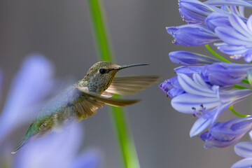 Extremely close view of an Anna’s hummingbird flying, seen in North California