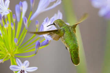 Extremely close view of an Anna’s hummingbird flying, seen in North California
