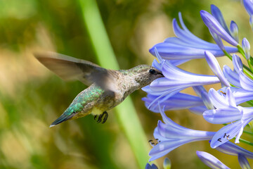 Extremely close view of an Anna’s hummingbird flying, seen in North California