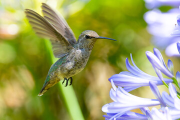 Extremely close view of an Anna’s hummingbird flying, seen in North California