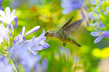 Extremely close view of an Anna’s hummingbird flying, seen in North California