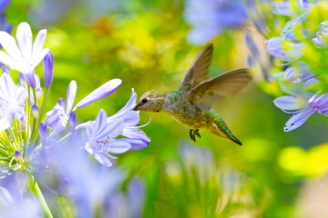 Extremely close view of an Anna’s hummingbird flying, seen in North California