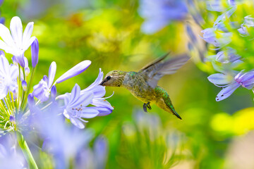 Extremely close view of an Anna’s hummingbird flying, seen in North California