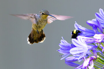 Extremely close view of an Anna’s hummingbird flying, seen in North California