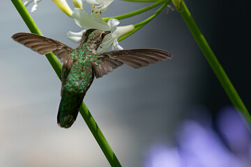Extremely close view of an Anna’s hummingbird flying, seen in North California