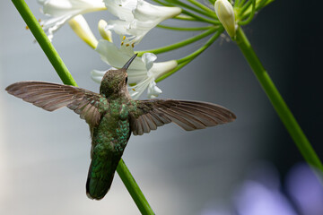 Extremely close view of an Anna’s hummingbird flying, seen in North California
