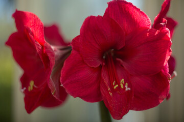 The Beautiful and Vibrant Red Amaryllis Flowers Are in Full Bloom, Capturing Natures Splendor