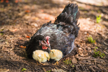 Mama hen with baby chicks